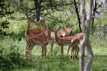 Wild Antelope mammal in African Botswana savannah