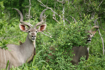 Wild Antelope mammal in African Botswana savannah