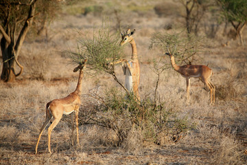 Wild Antelope mammal in African Botswana savannah
