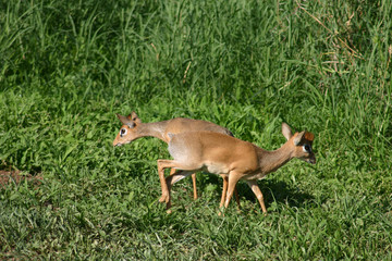 Wild Antelope mammal in African Botswana savannah