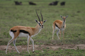 Naklejka na ściany i meble Wild Antelope mammal in African Botswana savannah