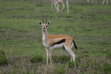 Wild Antelope mammal in African Botswana savannah