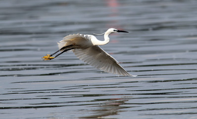 
The little egret (Egretta garzetta) flying over the River Danube at Zemun in the Belgrade Serbia.