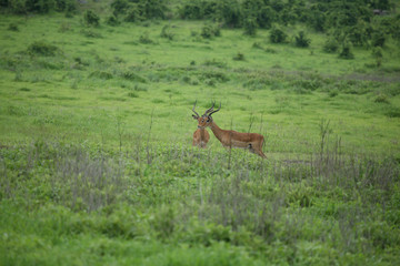 Wild Antelope mammal in African Botswana savannah