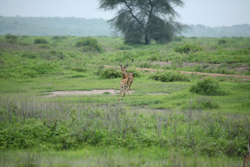 Wild Antelope mammal in African Botswana savannah