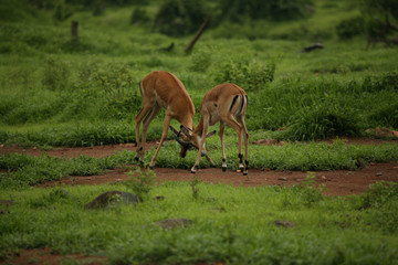Wild Antelope mammal in African Botswana savannah