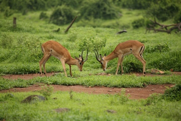 Fototapeta premium Wild Antelope mammal in African Botswana savannah