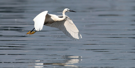 
The little egret (Egretta garzetta) flying over the River Danube at Zemun in the Belgrade Serbia.