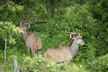 Wild Antelope mammal in African Botswana savannah