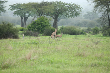 Naklejka premium Wild Antelope mammal in African Botswana savannah