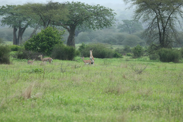 Wild Antelope mammal in African Botswana savannah