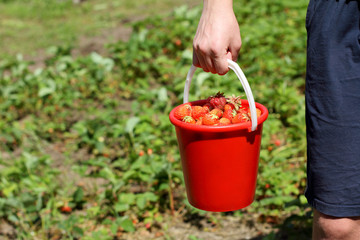 Harvesting of berries/ Full red strawberry bucket in the hand of the gardener on the background of the garden in summer