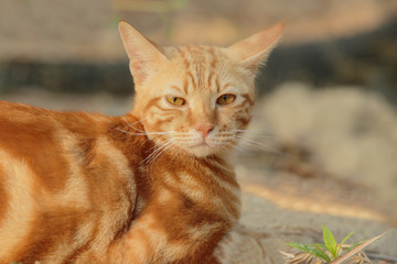 Naklejka na ściany i meble face of orange fur cat looking to camera