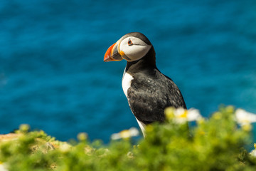 Puffin (Fratercula arctica)
