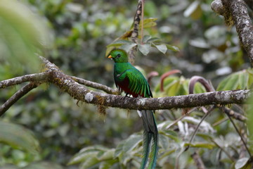 Quetzal