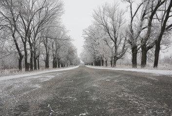 Trees along the road in winter