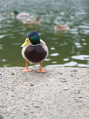 Beautiful male mallard closeup