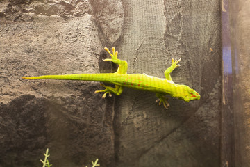 Lizard green closeup - Powered by Adobe