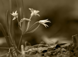 First spring wild flower close-up on a background of green grass.
Toned with old fashioned soft sepia colors.

