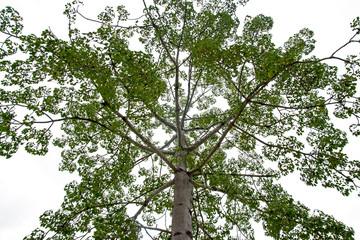 Fototapeta premium Large tree on a white background