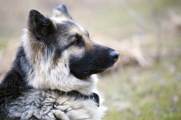 Profile German Shepherd