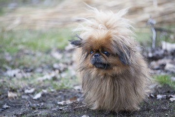 Portrait of a beautiful Pekingese