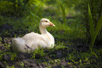 Little gosling is resting