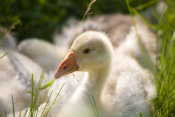 Little gosling is resting