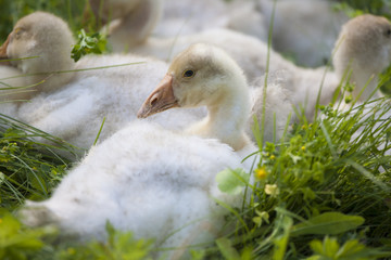 Lovely cute goslings