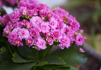  Flowering pink Kalanchoe