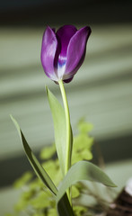 Beautiful purple tulip