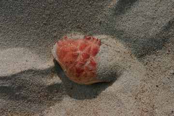 Eine leere Krebsschale liegt teilbedeckt im Sand am Strand
