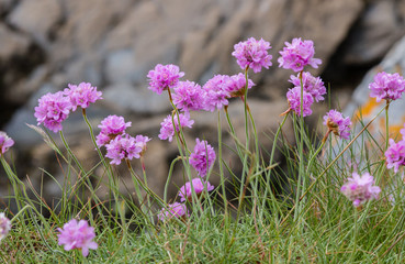 Sea thrift (Armeria Maritima) in bloom on the coastal cliffs of Cornwall.  The magenya and pink...