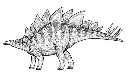 Stegosaurus illustration, drawing, engraving, ink, line art, vector © jenesesimre