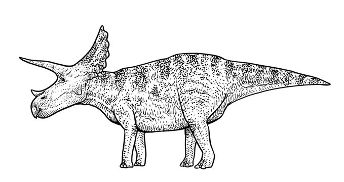 triceratops black and white drawing clip art preview