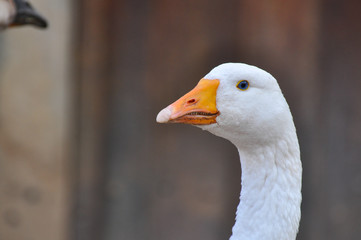 Domestic Goose on a farm. Close up image of a goose head