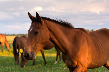 Group of horses on the pasture. Warm light. Golden hour. Selective focus