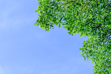 Fototapeta premium Beautiful tree on blue sky background,Tree top