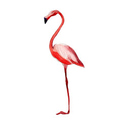 Pink flamingo, watercolor illustration isolate on white background.