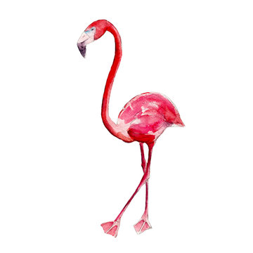 Pink flamingo, watercolor illustration isolate on white background.