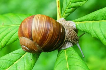 Grape snail on a sheet of chestnut, macro photography.