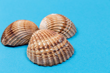 Large seashells on a blue background