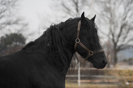 Black Horse Close Up