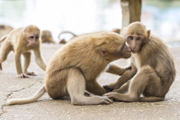 Monkey tropical forests.