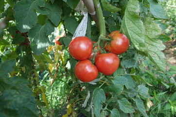 ７月中旬の菜園