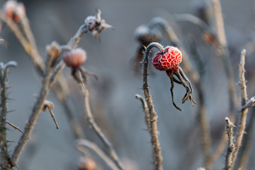 Hagebutte mit Frost