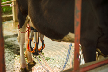 Process of machine milking cows on small farm