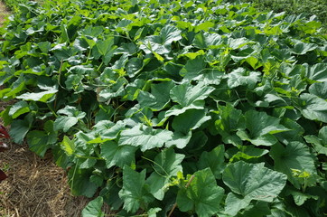 ７月中旬の菜園