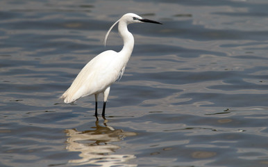 The little egret (Egretta garzetta) single bird hunting for fish in water near Danube river in Zemun,Belgrade,Serbia.