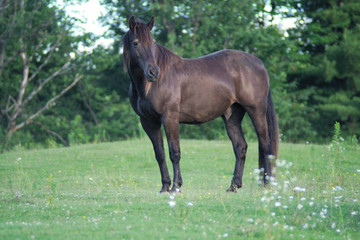 black horse in green field meadow grass and flowers pasture